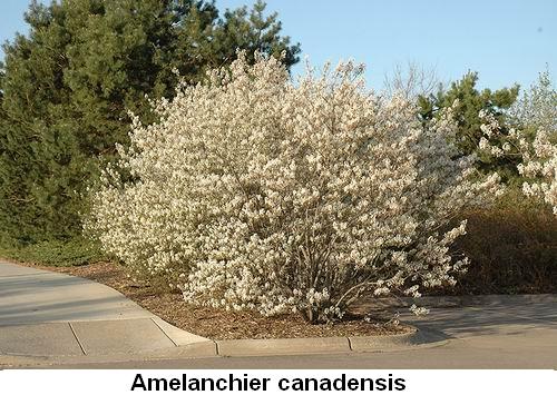 Amelanchier canadensis.jpg